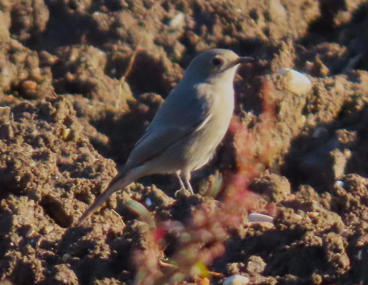 Black Redstart - ML645853948