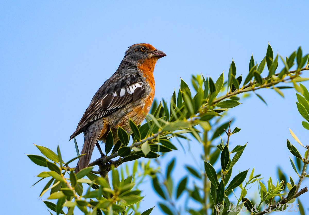White-tipped Plantcutter - ML645853952