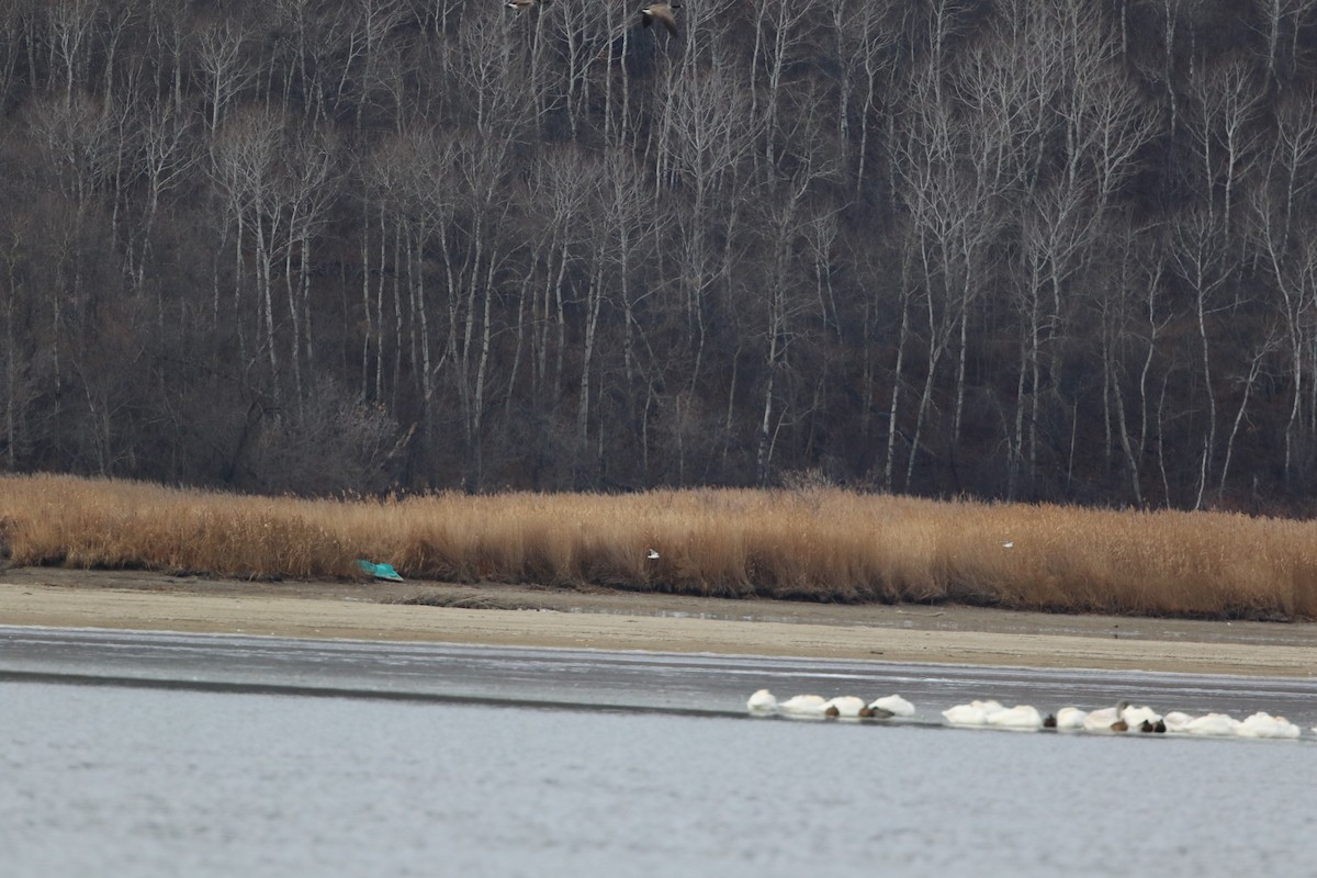 Bonaparte's Gull - ML645853954