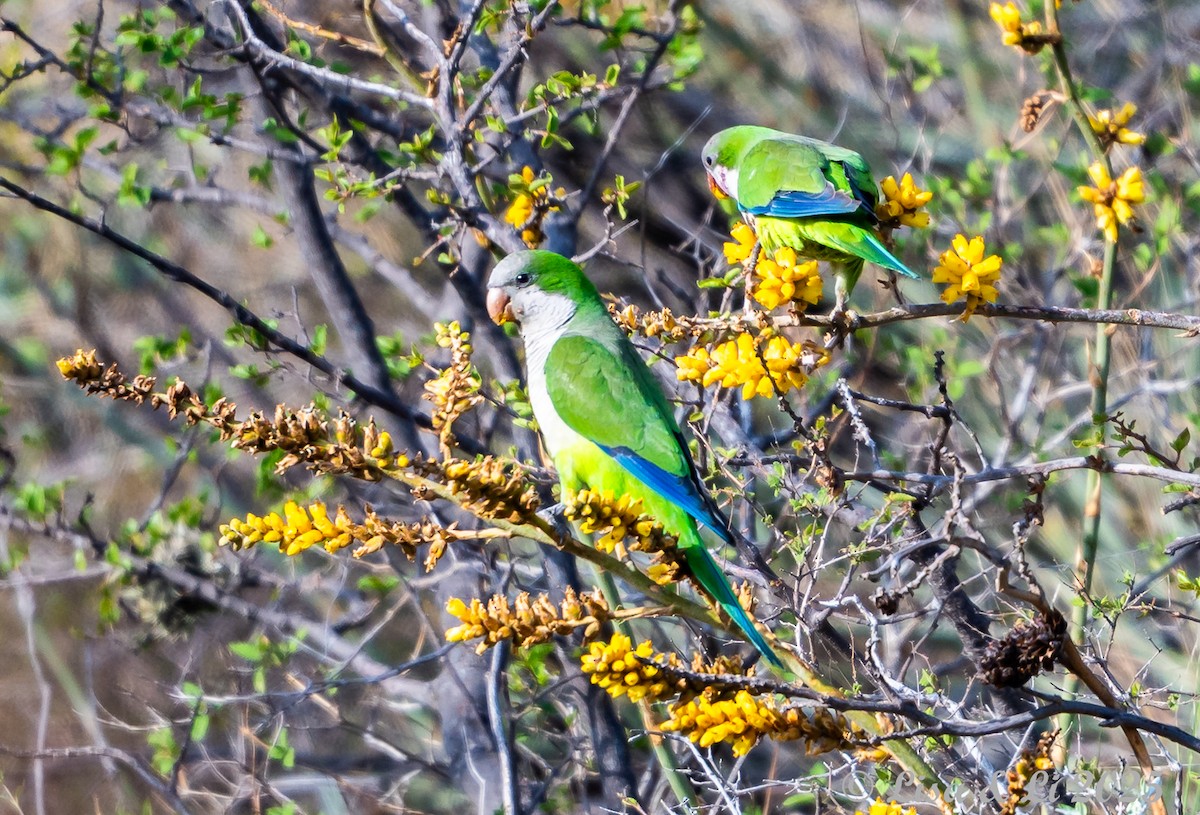 Papagai bulargrisa - ML645853955