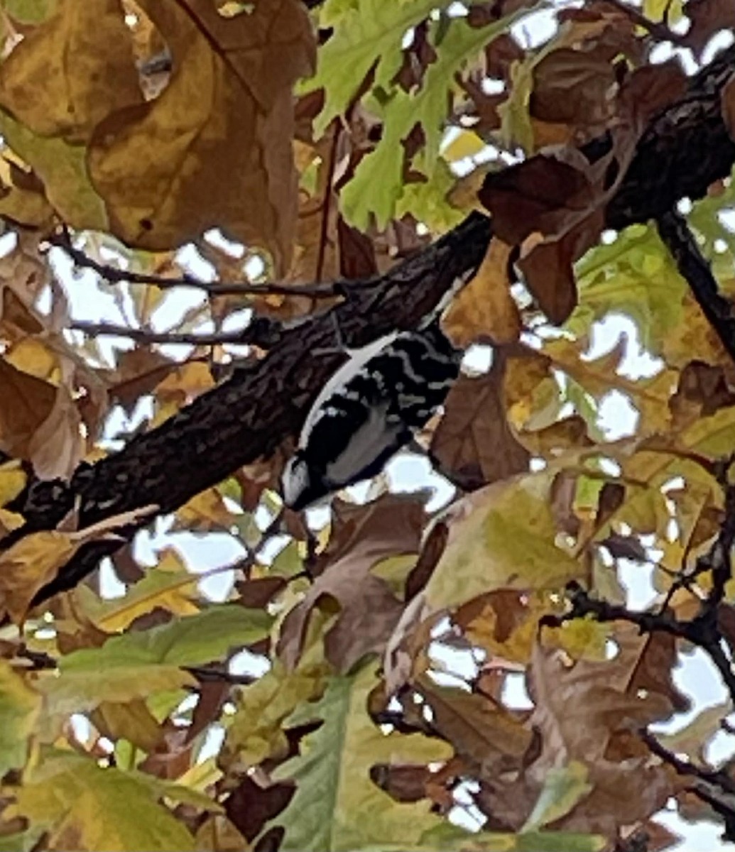 Downy Woodpecker - ML645853966