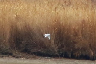 Bonaparte's Gull - ML645853967