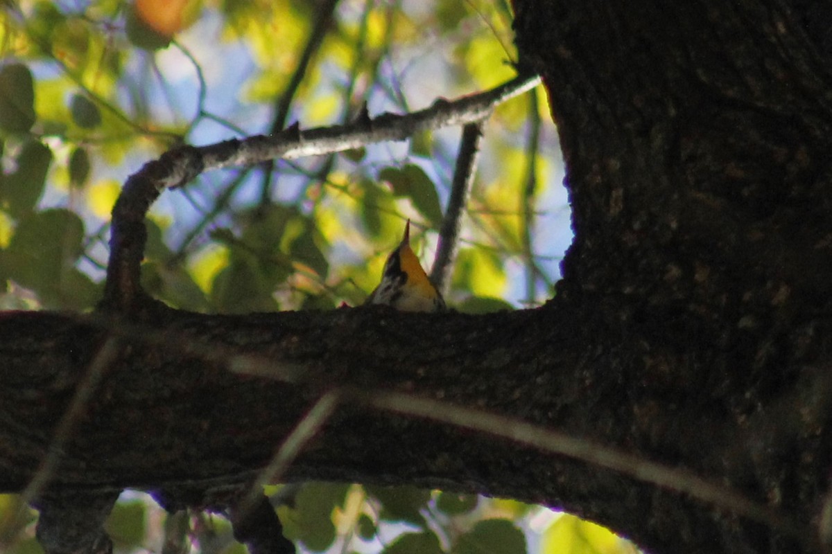 Yellow-throated Warbler - ML645853969