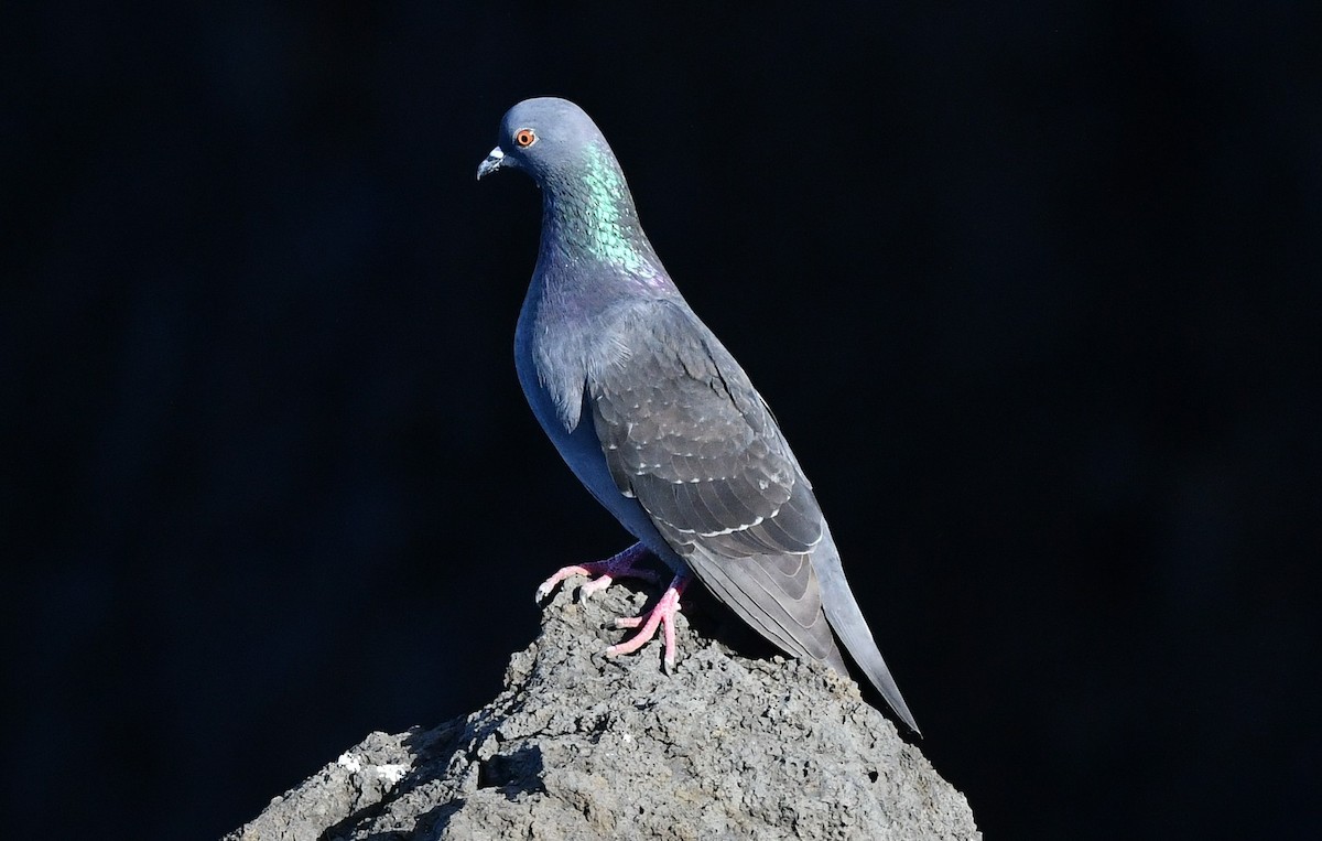 Kaya Güvercini - ML645853970