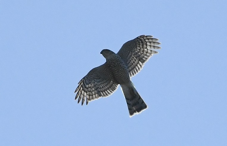 Eurasian Sparrowhawk - ML645853977