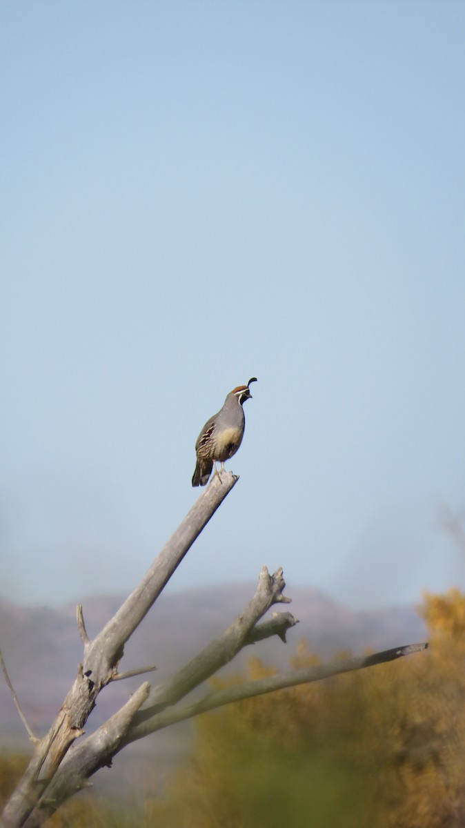 Gambel's Quail - ML645853989