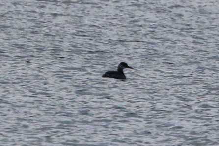 Red-necked Grebe - ML645853991