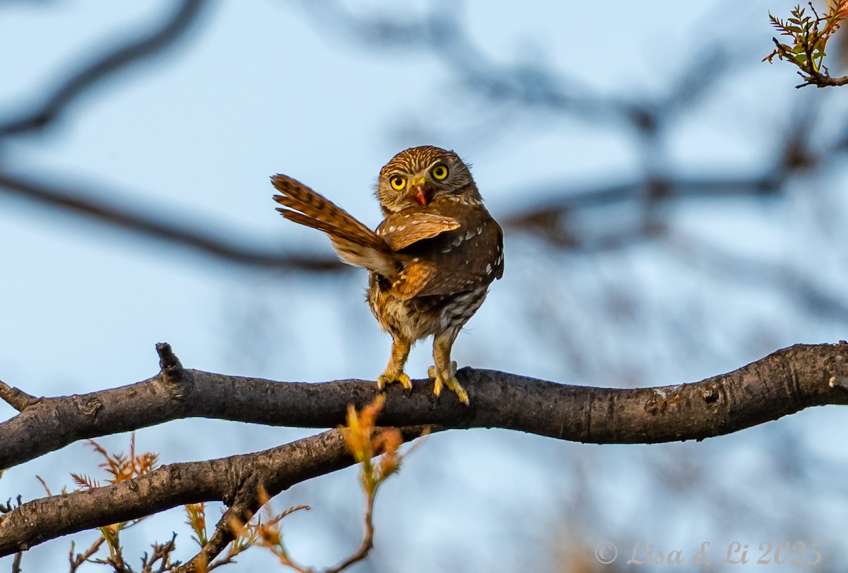 Ferruginous Pygmy-Owl - ML645853995