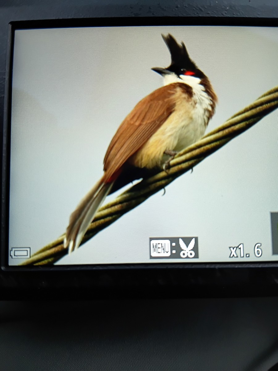 Red-whiskered Bulbul - ML645853996