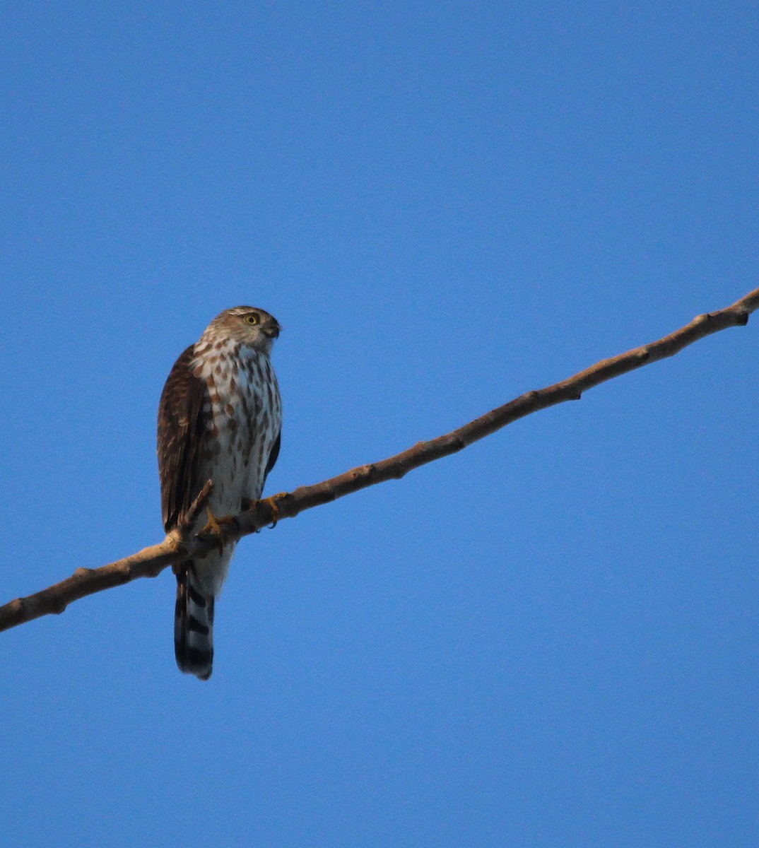 Sharp-shinned Hawk - ML645853997