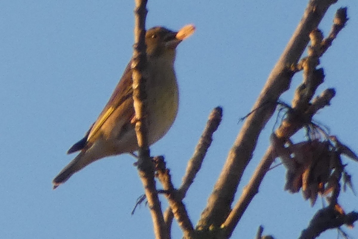 European Greenfinch - ML645853998