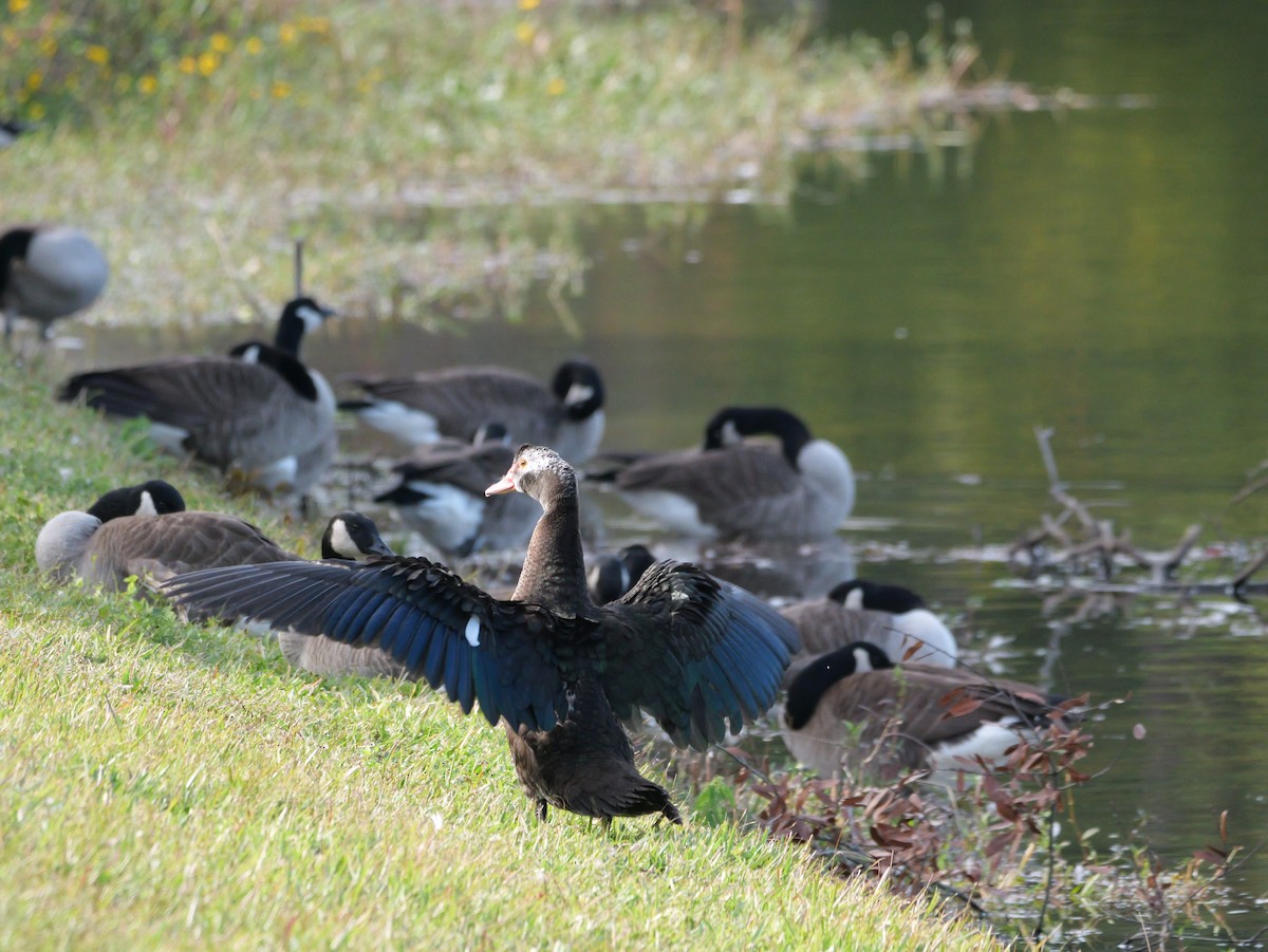 Muscovy Duck (Domestic type) - ML645854003