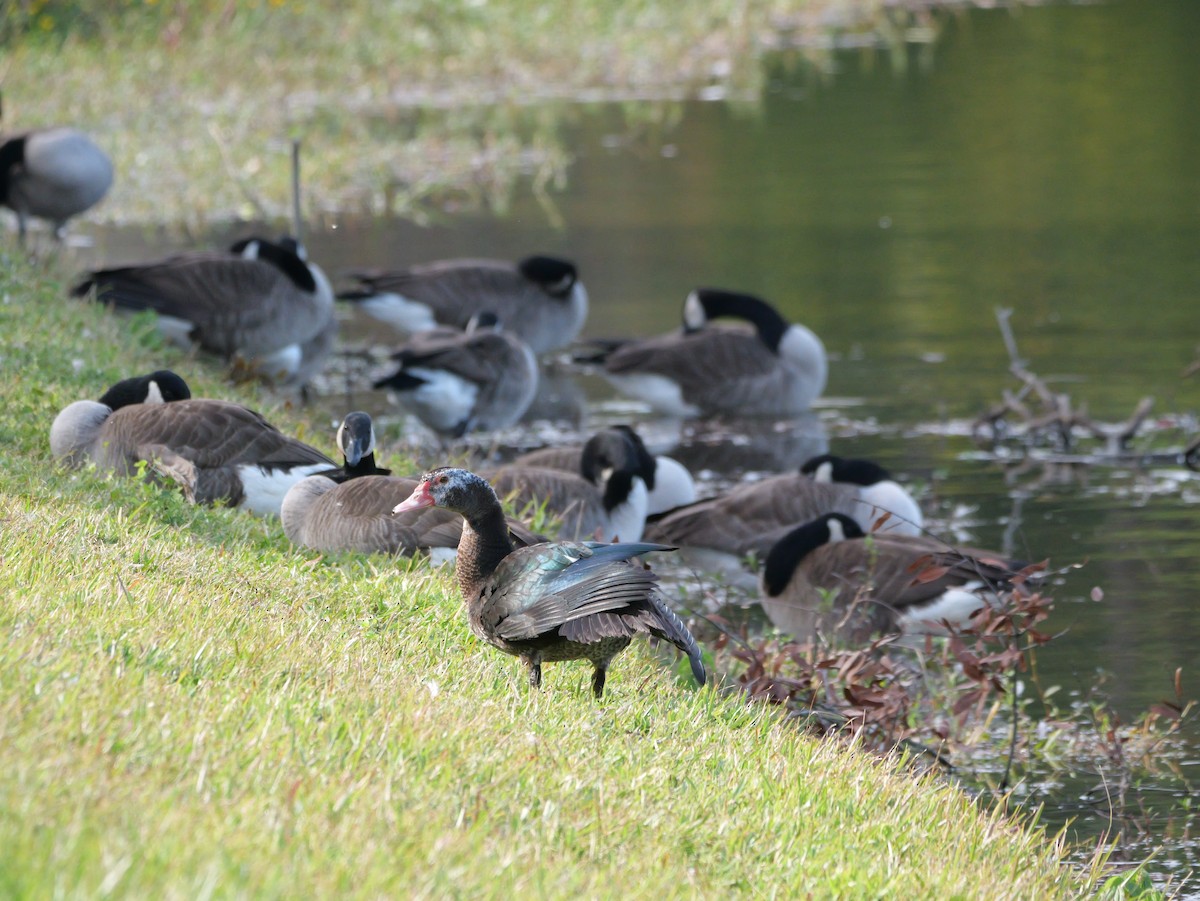 Muscovy Duck (Domestic type) - ML645854004