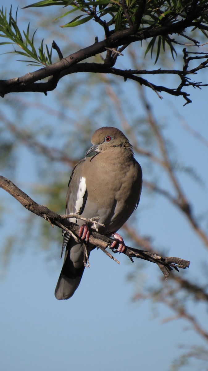 White-winged Dove - ML645854006