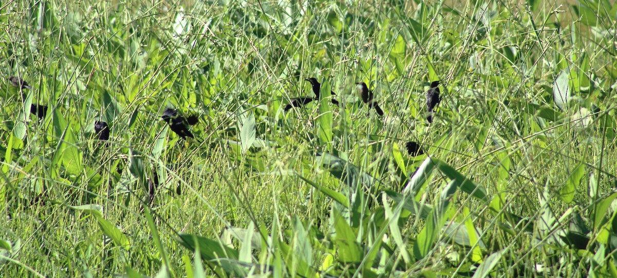 Carib Grackle - ML645854007