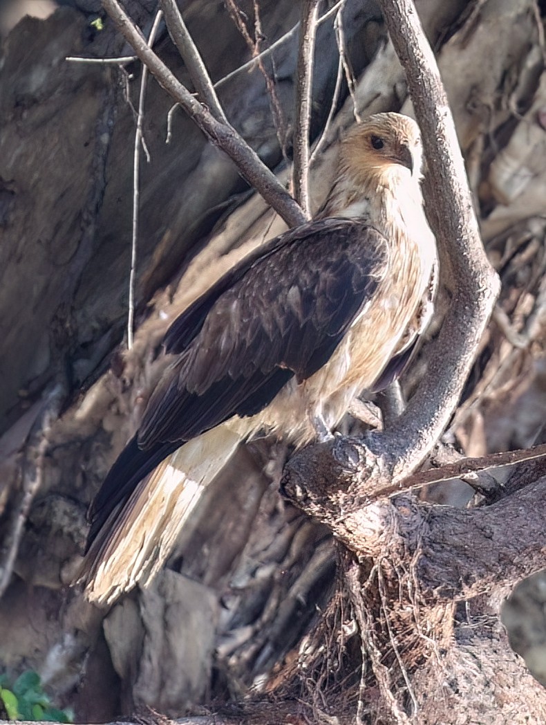 Whistling Kite - ML645854008