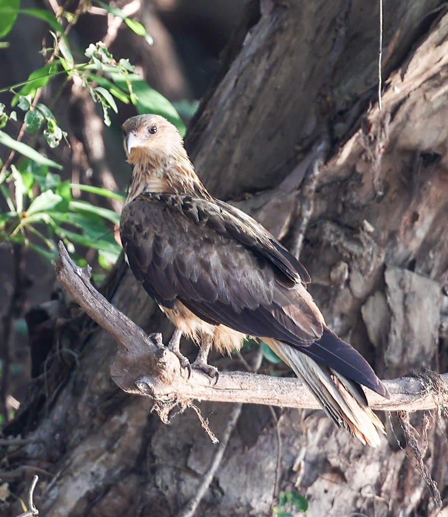 Whistling Kite - ML645854009