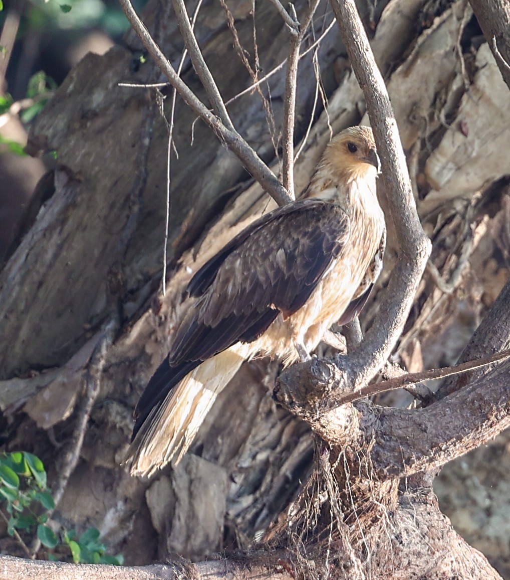 Whistling Kite - ML645854010