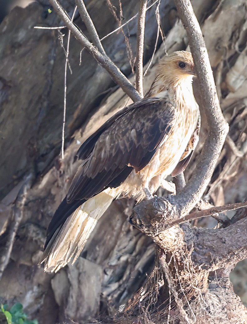 Whistling Kite - ML645854011