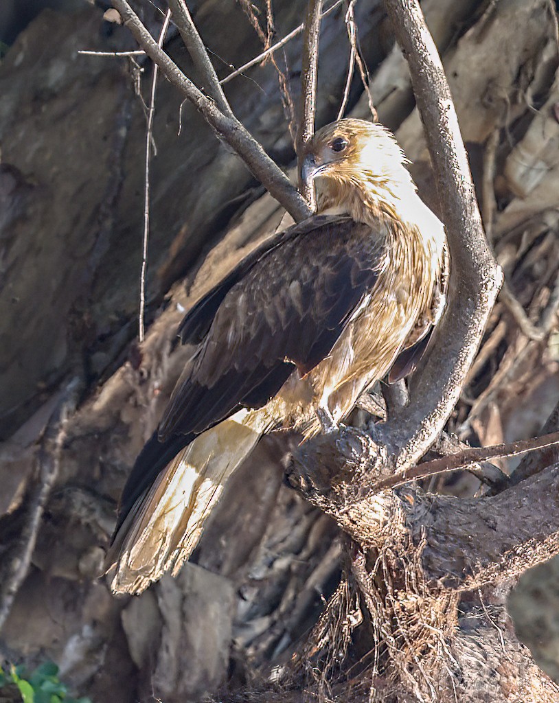 Whistling Kite - ML645854012