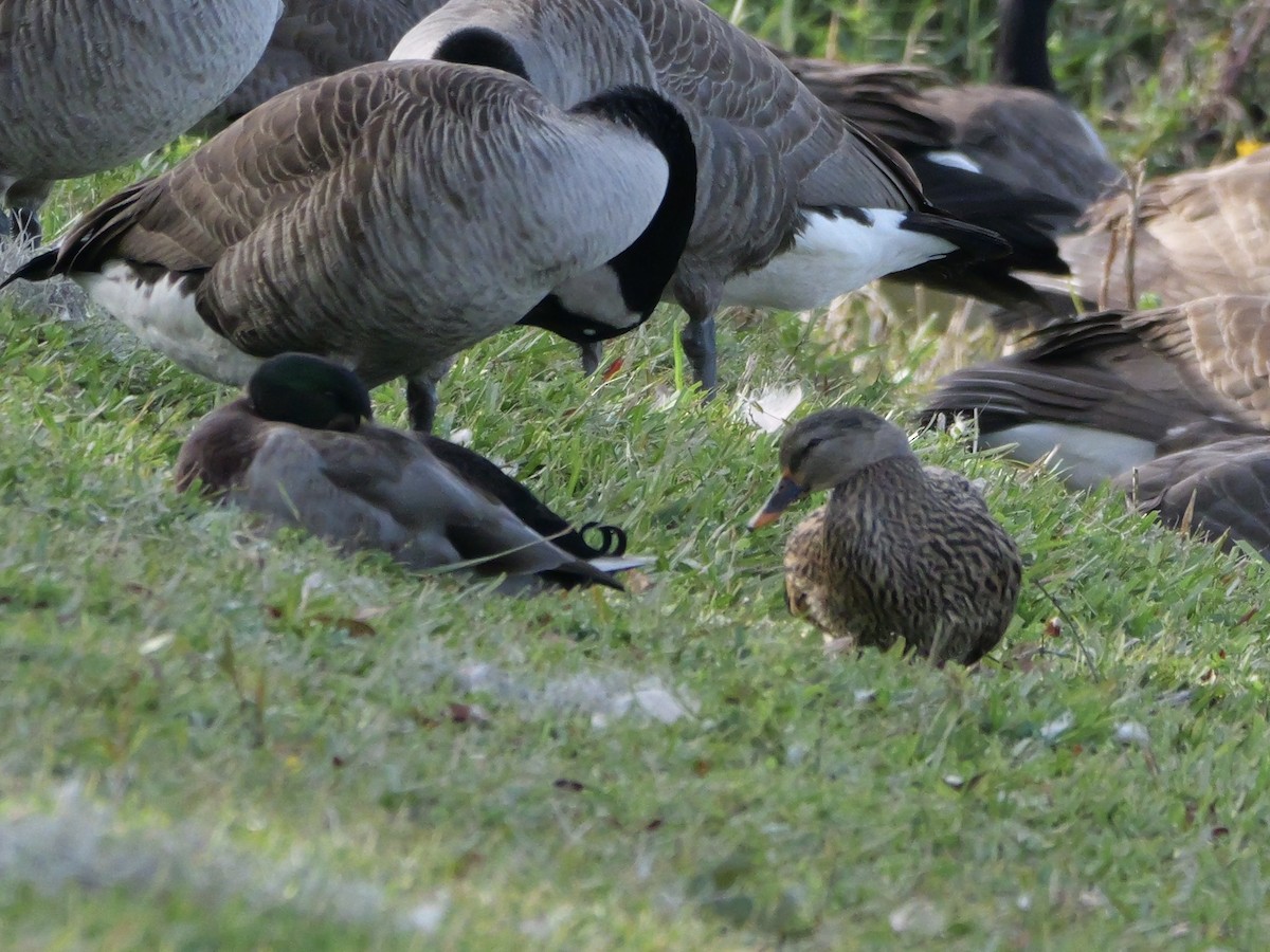 Mallard - ML645854019