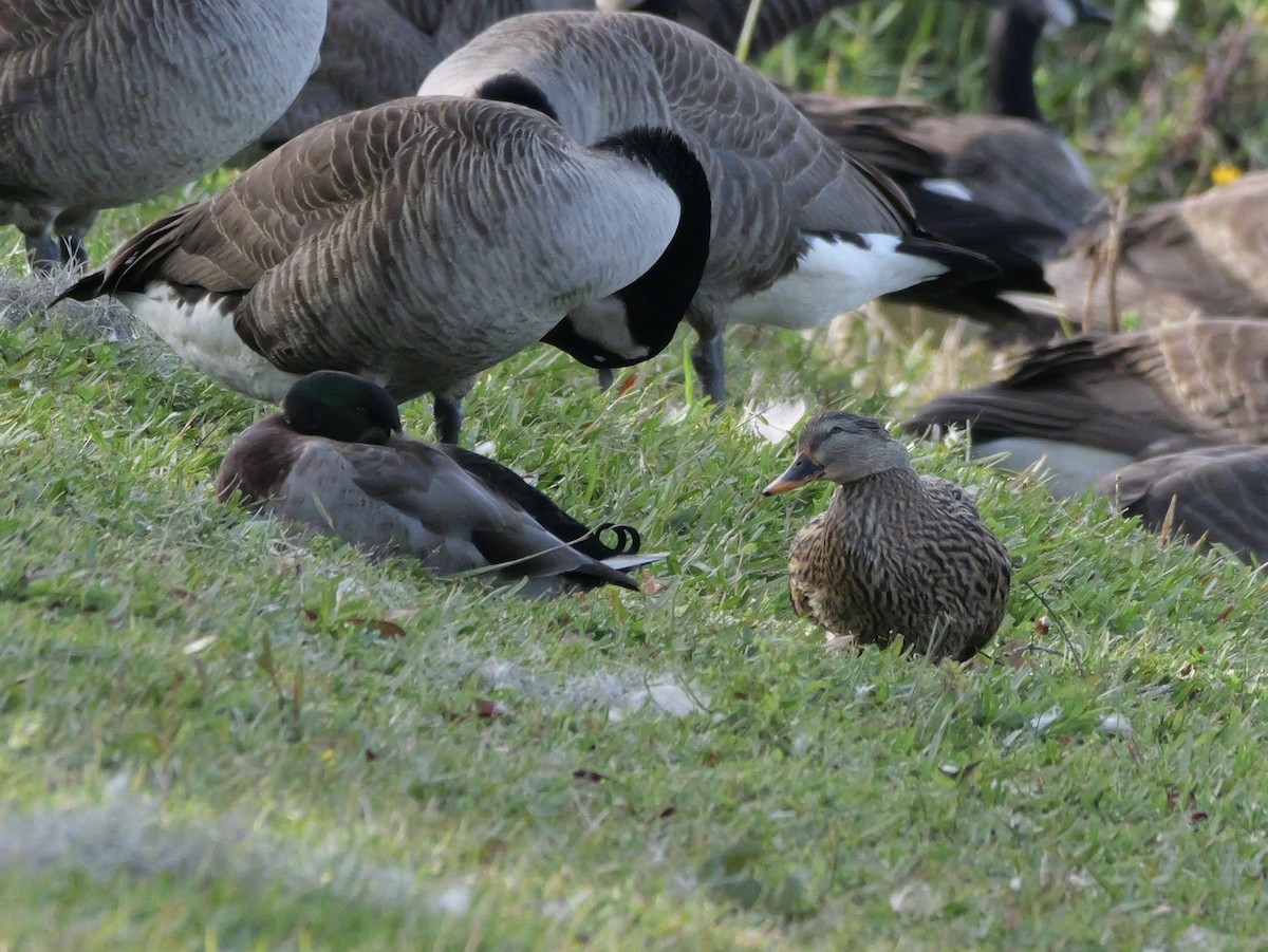 Mallard - ML645854020