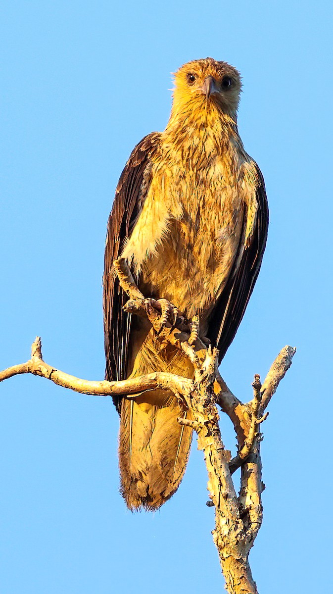 Whistling Kite - ML645854021