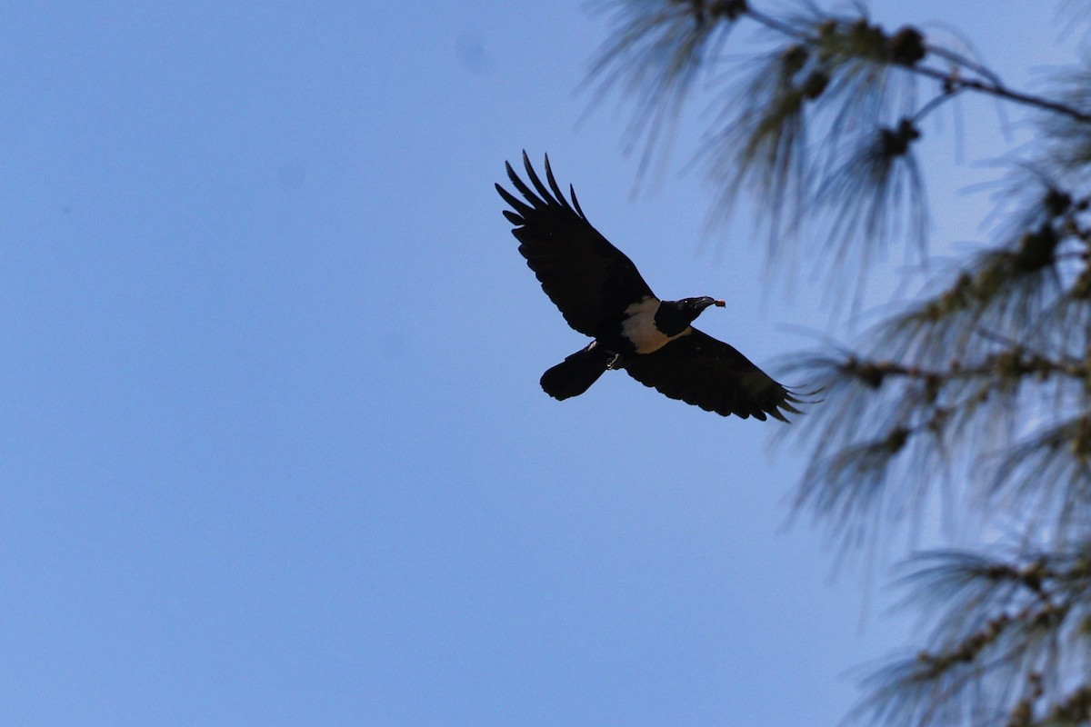 Pied Crow - ML645854024