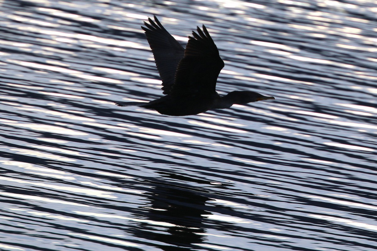 Double-crested Cormorant - ML645854025