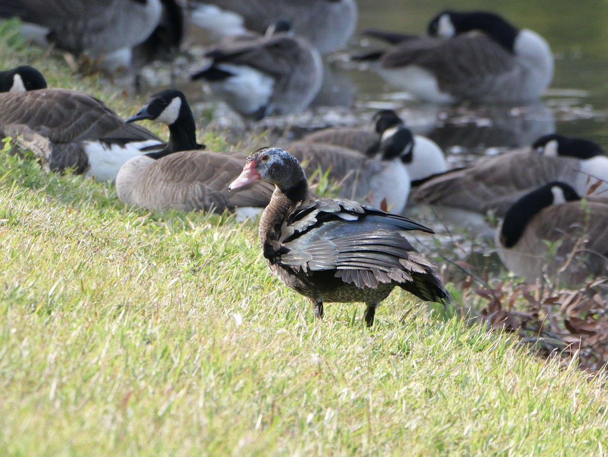 Muscovy Duck (Domestic type) - ML645854026