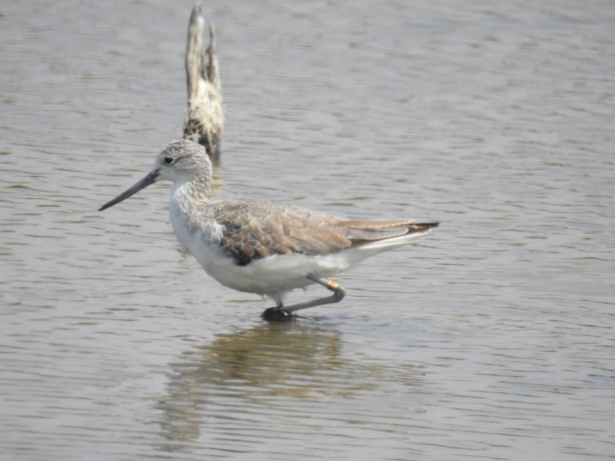 Common Greenshank - ML645854029