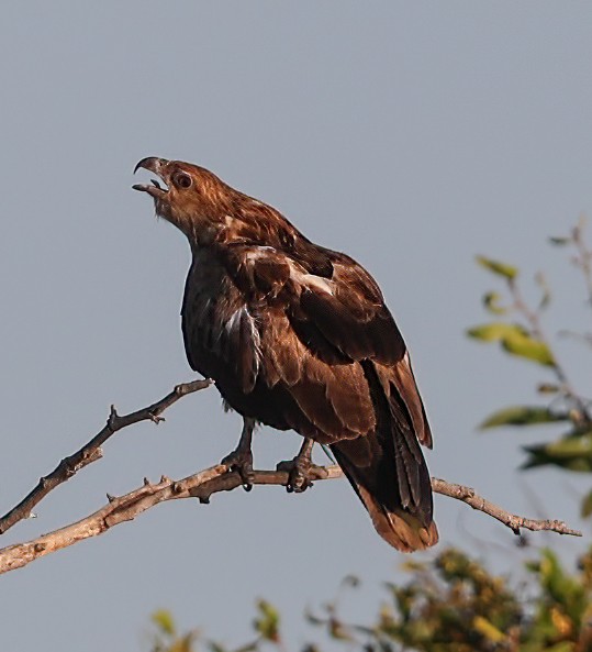 Whistling Kite - ML645854031