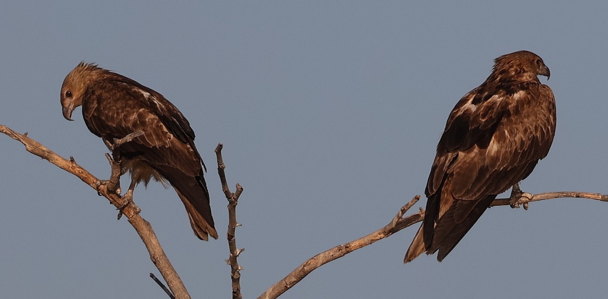 Whistling Kite - ML645854032
