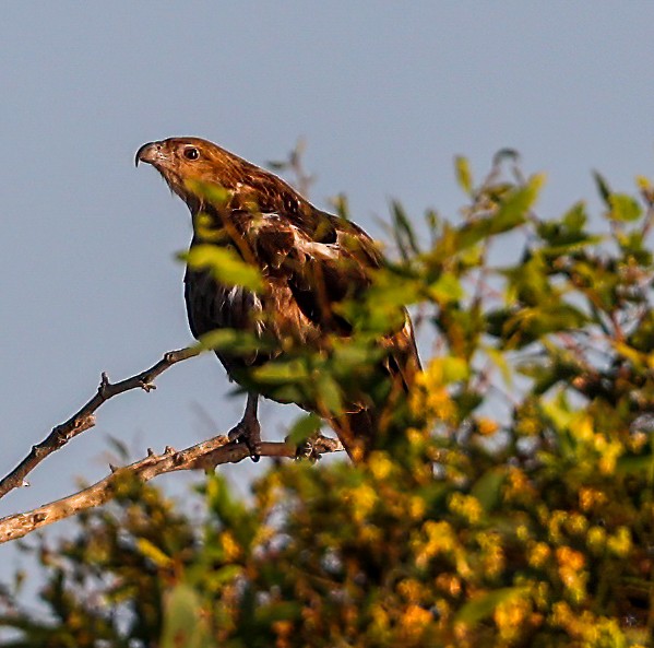 Whistling Kite - ML645854033