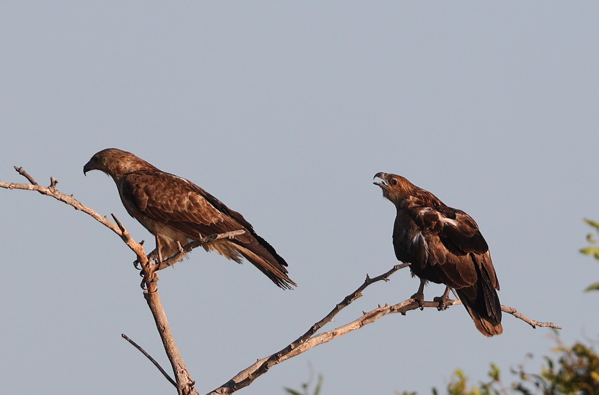Whistling Kite - ML645854034
