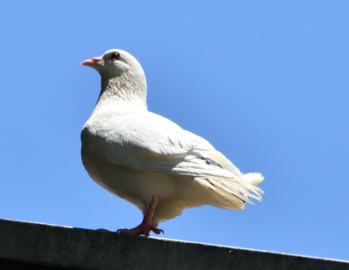 Rock Pigeon (Feral Pigeon) - ML645854035