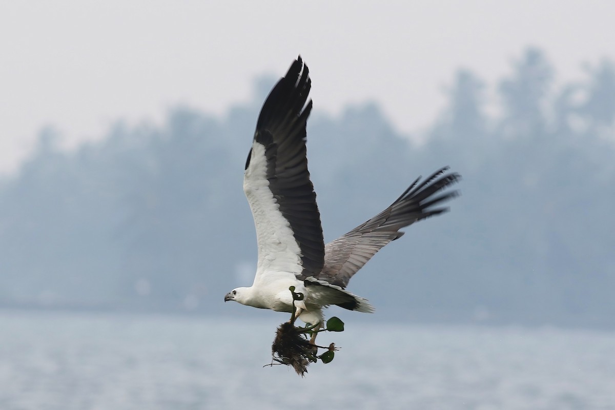 White-bellied Sea-Eagle - ML645854039