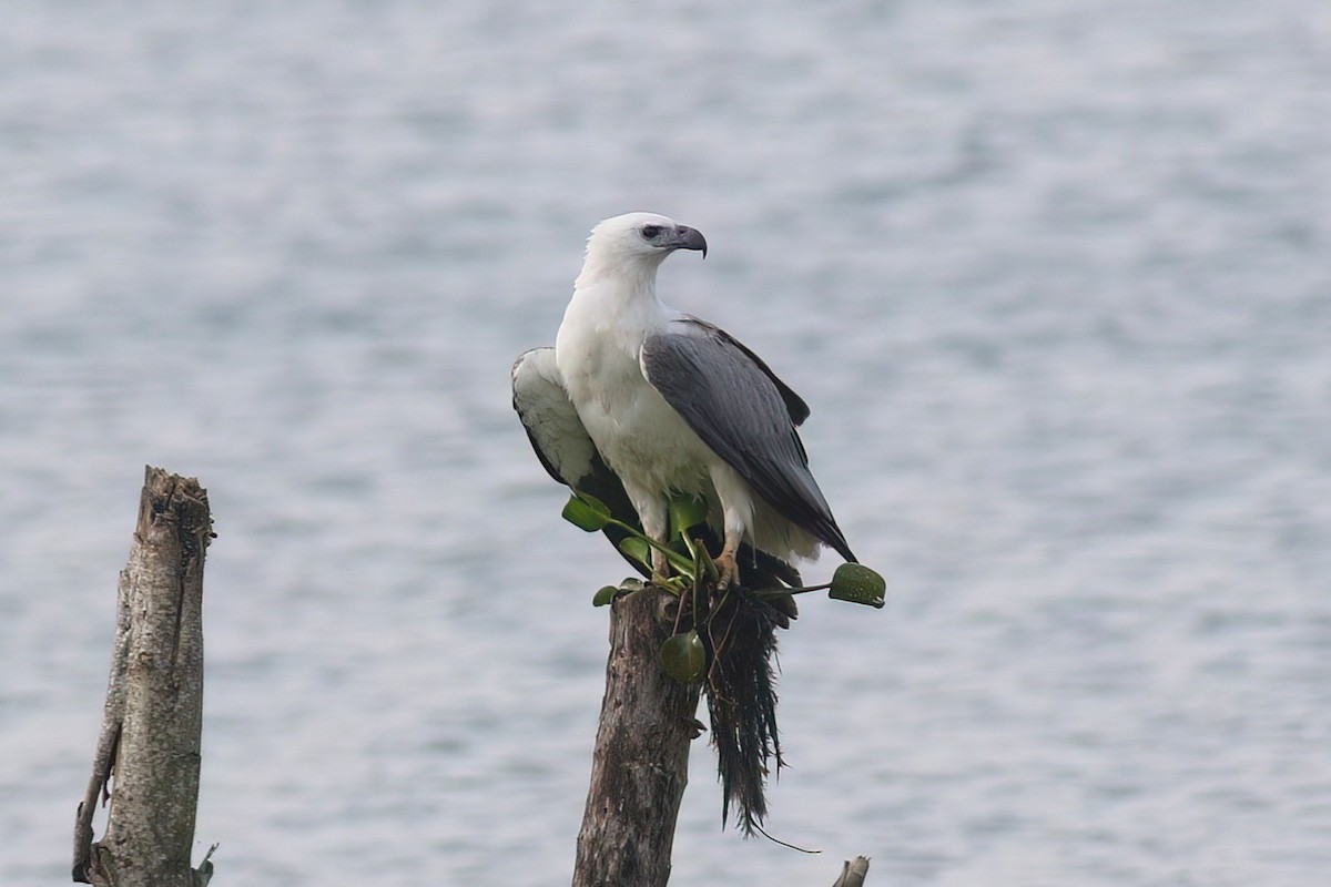 White-bellied Sea-Eagle - ML645854040