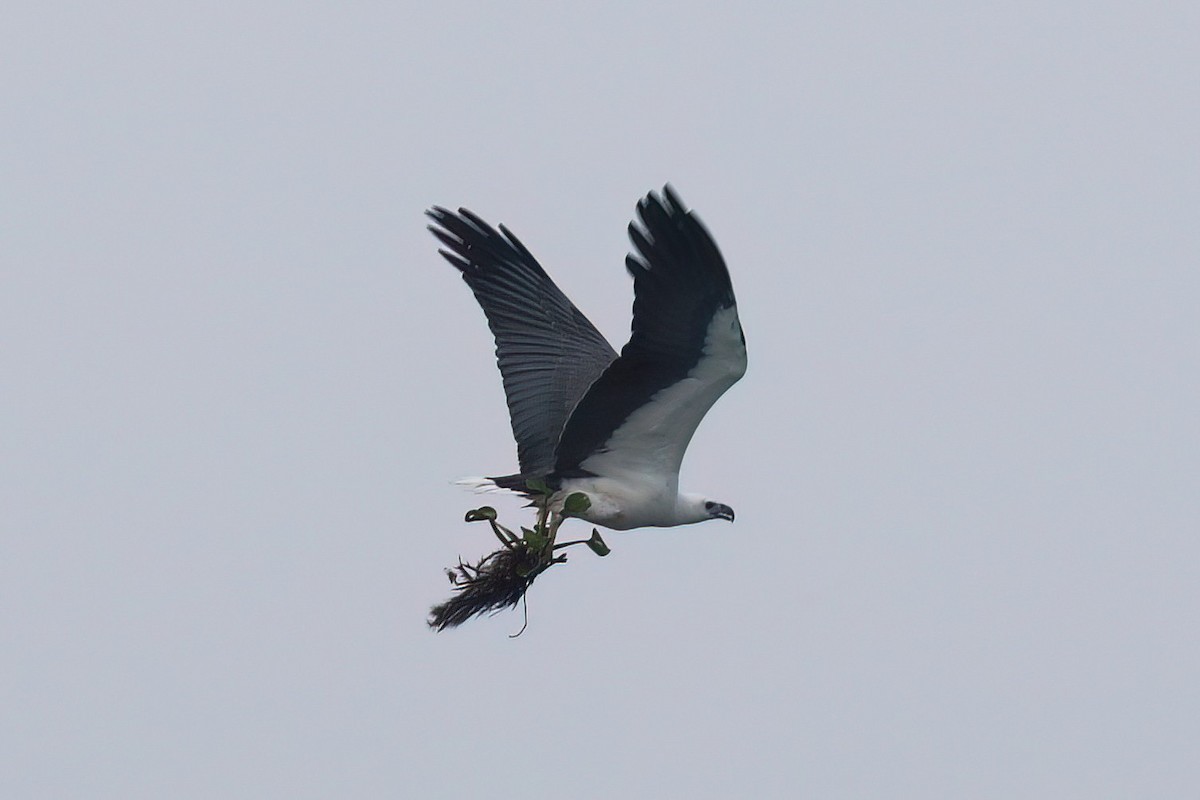 White-bellied Sea-Eagle - ML645854041