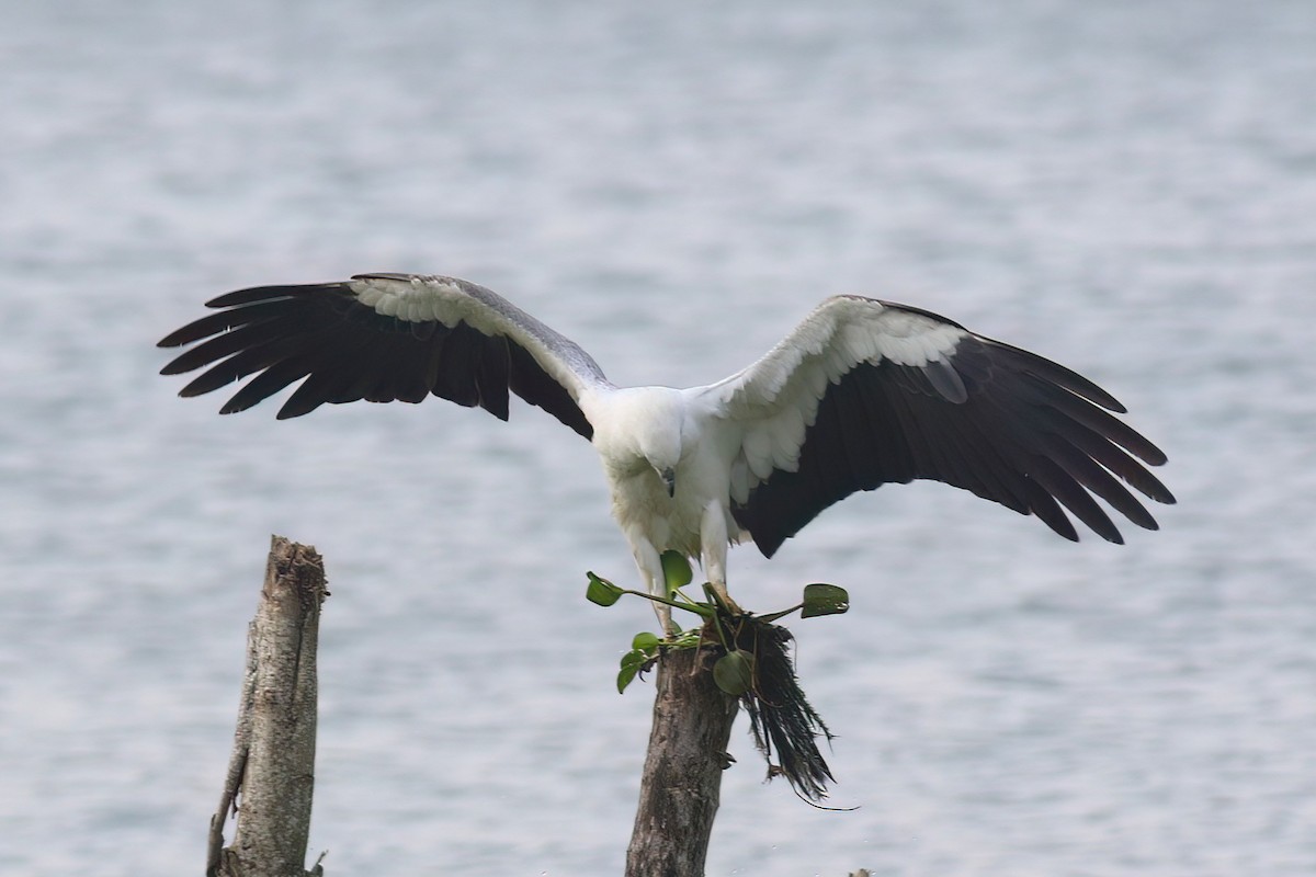 White-bellied Sea-Eagle - ML645854042
