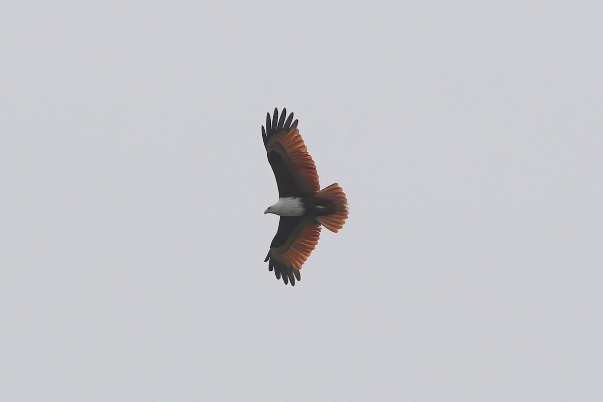 Brahminy Kite - ML645854044