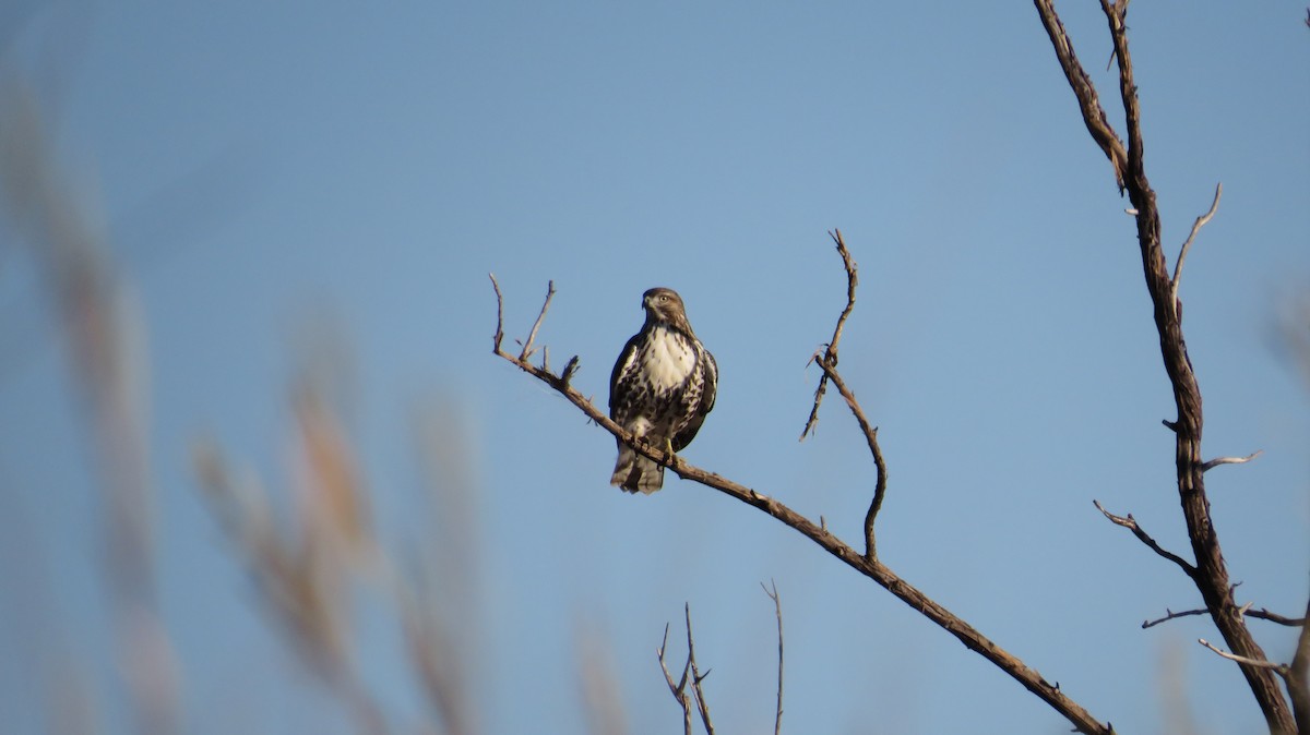 Red-tailed Hawk - ML645854055