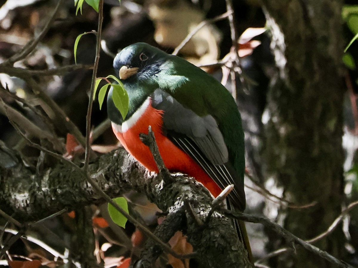 Coppery-tailed Trogon - ML645854057