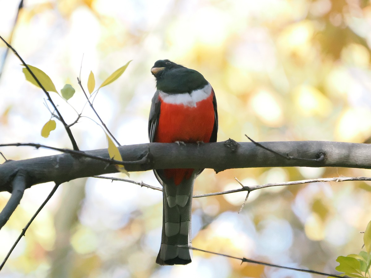 Coppery-tailed Trogon - ML645854059