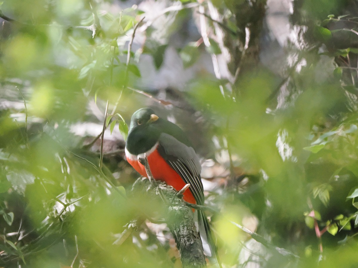 Coppery-tailed Trogon - ML645854060