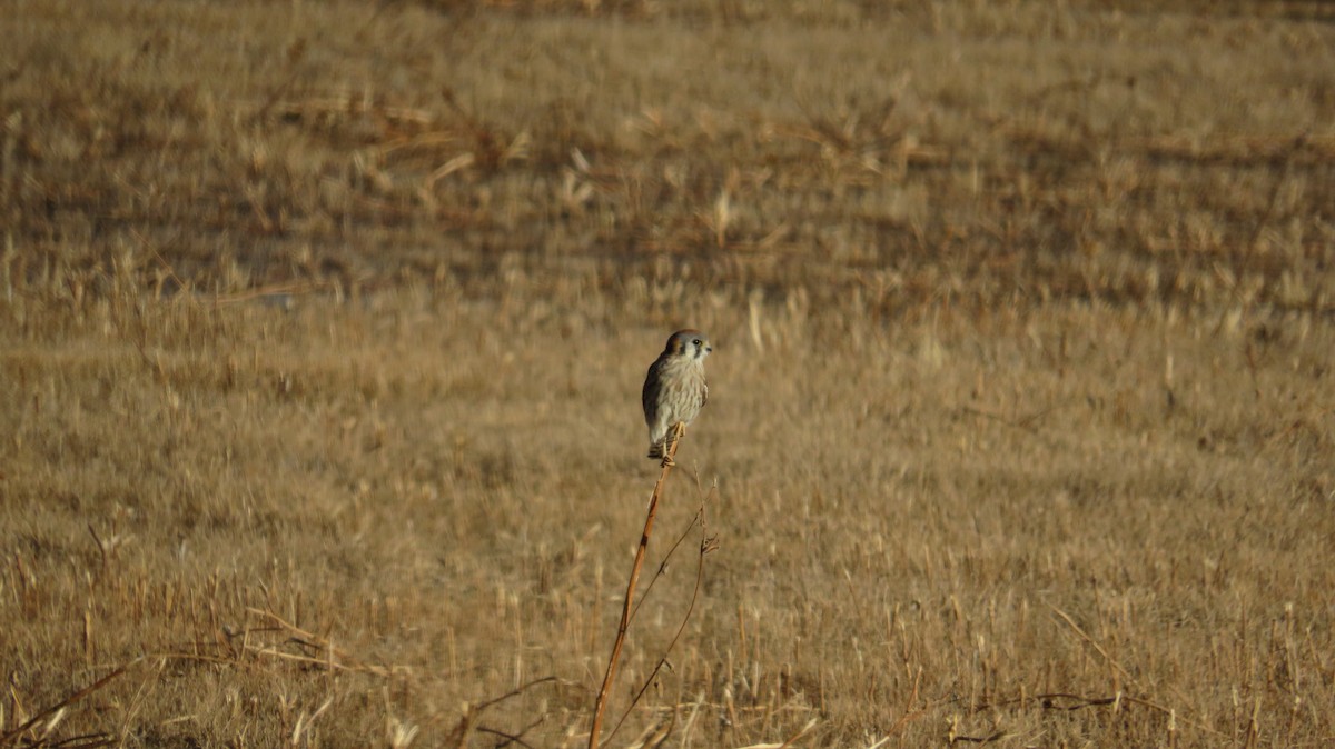American Kestrel - ML645854066