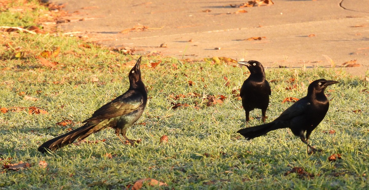 Great-tailed Grackle - ML645854070