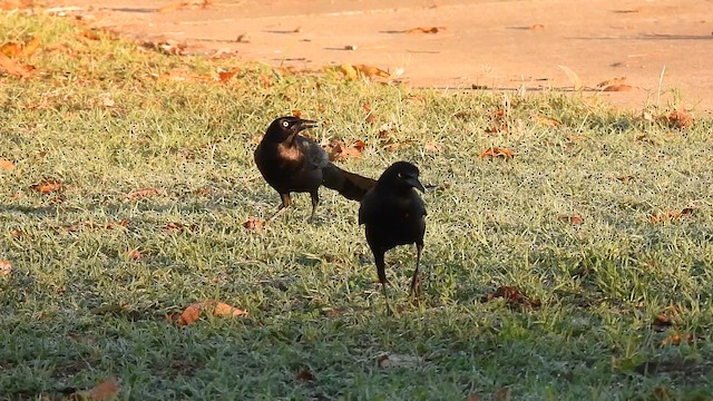 Гракл великохвостий - ML645854078