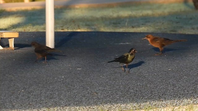 Трупіалець пурпуровий - ML645854090