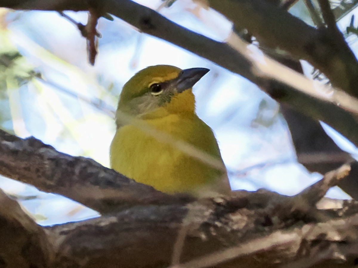 Hepatic Tanager - ML645854091